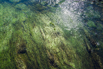 Algae and waterweed under the flowing shallow stream - at Floodplain Forest, Milton Keynes - 2