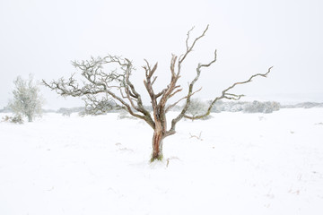 Fototapeta na wymiar Lone tree in the snow