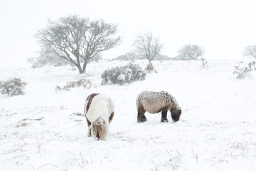 Dartmoor ponies in winter
