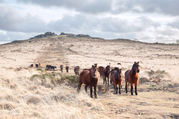 Dartmoor ponies on bellever tor Dartmoor devon uk