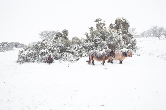 dartmoor ponies in winter dartmoor devon uk