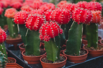 Red cactus, small cacti, cactuses in a pot.