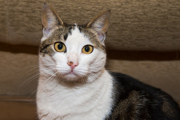 Obraz premium Portrait of beautiful cat 