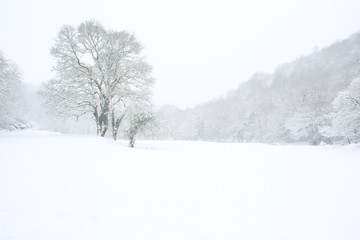 Fototapeta na wymiar Lone tree in a field in winter surrounded by woodland