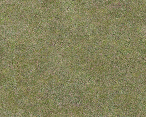 Shallow grass of medium density. Gray-green shade. View from above. Seamless texture