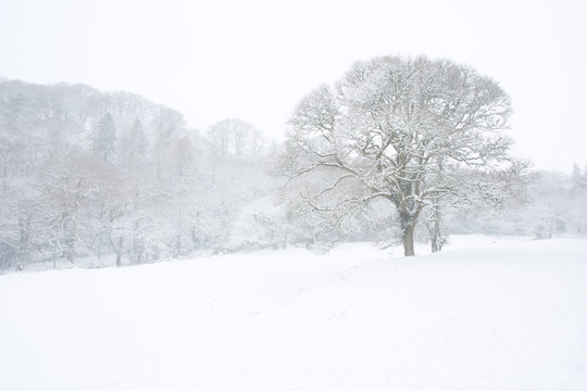 Lone tree in a field in winter surrounded by woodland