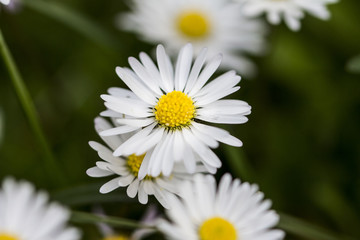 Obraz premium Pâquerettes