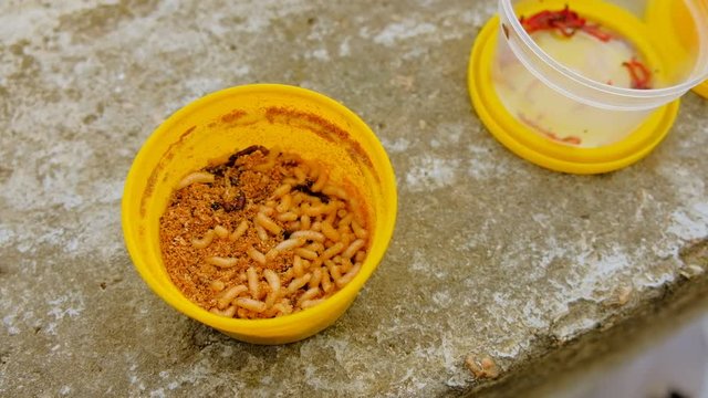 Container with nasty worms for fishing. Group Of Maggots (Acheta Domesticus)

