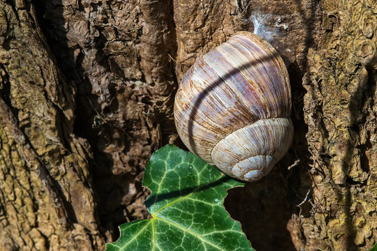 Snail on tree