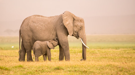 Fototapeta na wymiar Afrikanische Elefanten-Mutter und ihr Kind in der Savanne