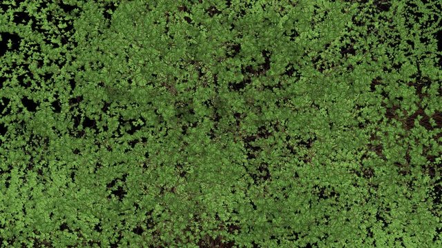 Groowing Ivy Transition. 4k. Alpha Channel Included