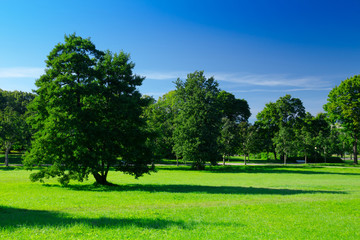 Sunny meadow with green grass and large trees in the park, deep blue sky