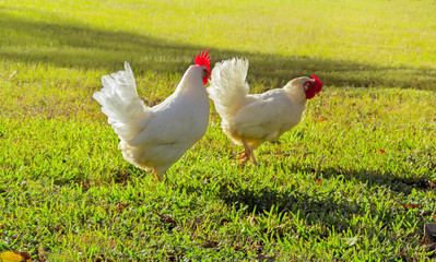 Two white hens on green grass.
Chicken, beautiful poultry outdoors background with meadow in a bright sunny day. 