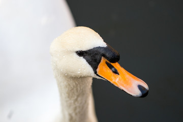 Portrait of a white Swan with an orange beak, close-up