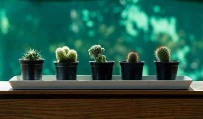 Cactus on the balcony