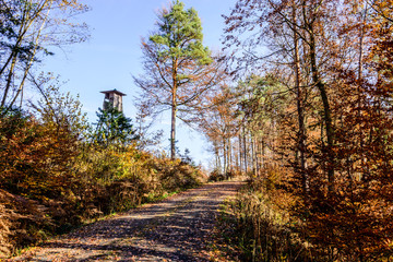 Waldweg im Herbst