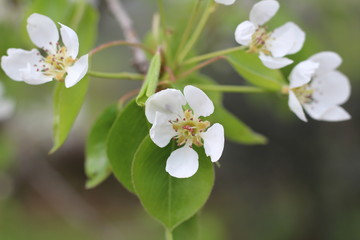 Il frutto della natura