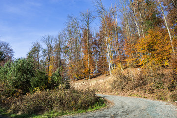 Waldweg im Herbst