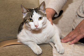 Naklejka premium Portrait of beautiful cat 