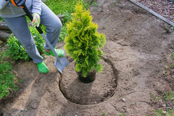Planting plants step by step / ornamental shrub Thuja Golden Smaragd  - preparation of planting space - obrazy, fototapety, plakaty