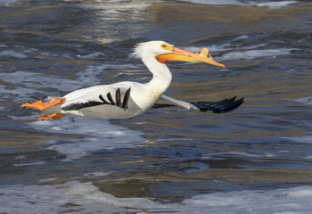 Fototapeta na wymiar American white pelican (Pelecanus erythrorhynchos) in breeding plumage flying over water, Saylorville, Iowa, USA