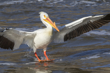 Fototapeta na wymiar American white pelican (Pelecanus erythrorhynchos) in breeding plumage landing on water, Saylorville, Iowa, USA