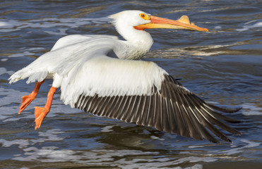 Fototapeta na wymiar American white pelican (Pelecanus erythrorhynchos) in breeding plumage taking off, Saylorville, Iowa, USA