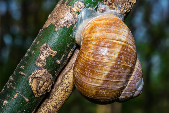 Snail on tree