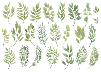 Watercolor set. Wild forest. Leaves. Illustration