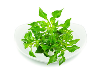 watercress isolated in white plate on white background