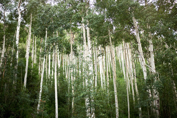 Fototapeta premium Plantation of tall aspen trees on a mountain