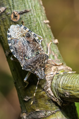 Stink bug on stick