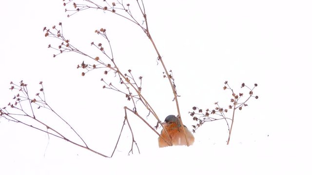 birds finch (Common Chaffinch). winter. snowing