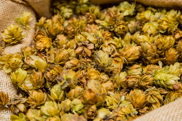 Close-up Dried Hops in a sack for brewing beer