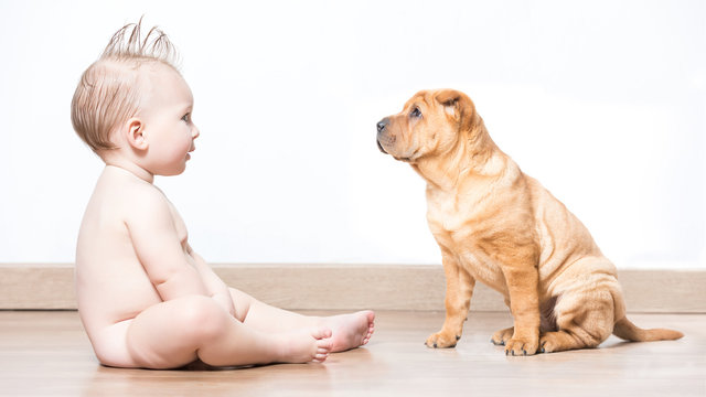 Side view of baby boy sitting and looking at Shar Pei dog against white background