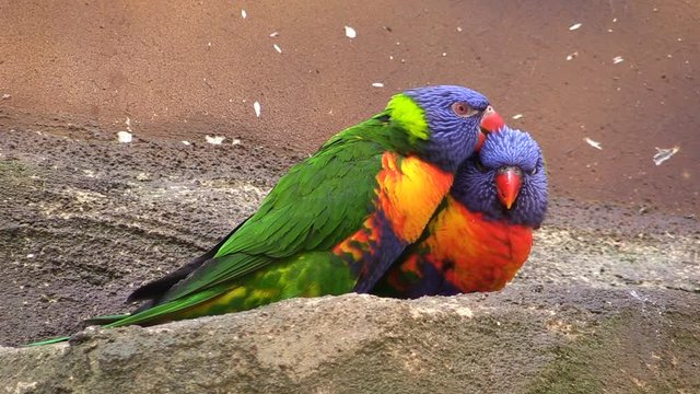 Rainbow lorikeet couple (Trichoglossus moluccanus) making love before nesting, colorful parrots