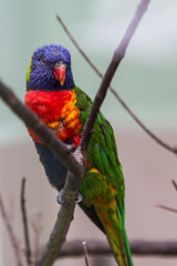 Papagaio Lóris-arco-íris