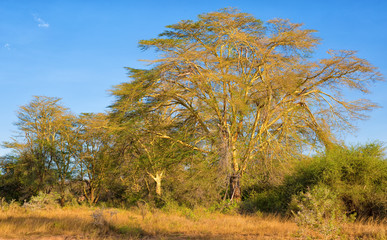 Fototapeta premium Gelbrinden-Akazie (Vachellia Xanthophloea) in Kenia
