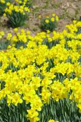 満開に咲く水仙