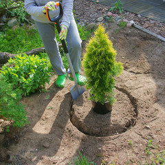 Planting plants step by step / ornamental shrub Thuja Golden Smaragd  - preparation of planting...