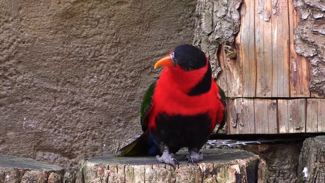 Colorful lorikeet parrot calling in the zoo