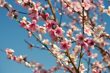 blooming tree with pink flowers in the spring