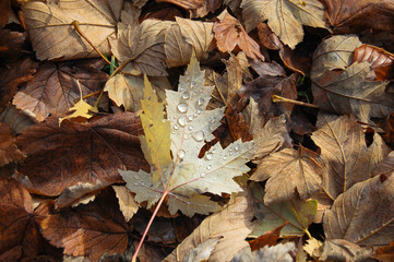 Autumn Leaves of the forest