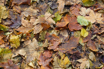 Autumn Leaves of the forest