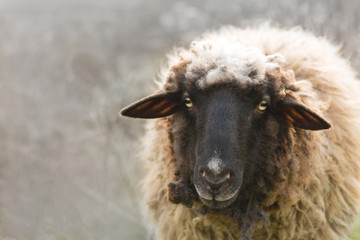 Sheep and goats graze on green grass in spring	