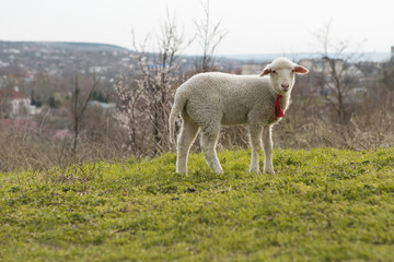 Obraz premium Sheep and goats graze on green grass in spring 