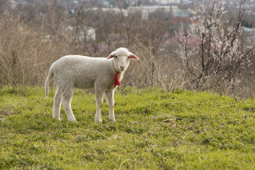 Obraz premium Sheep and goats graze on green grass in spring 