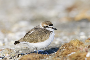 シロチドリ(Kentish plover)