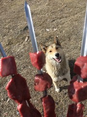 собака смотрящая на мясо нанизанное на шампур