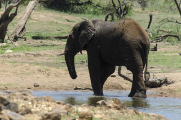 Eléphant d'Afrique, loxodonta africana, African elephant, Parc national du Pilanesberg, Afrique du Sud